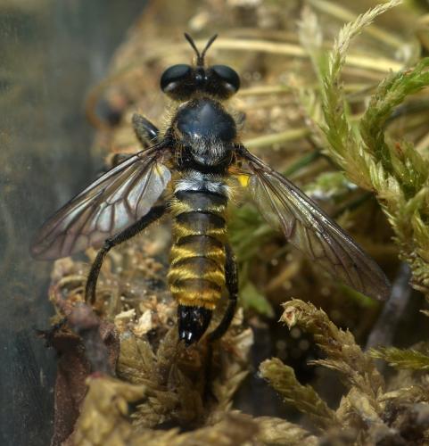 Réf. 213 736 : Choerades fimbriata